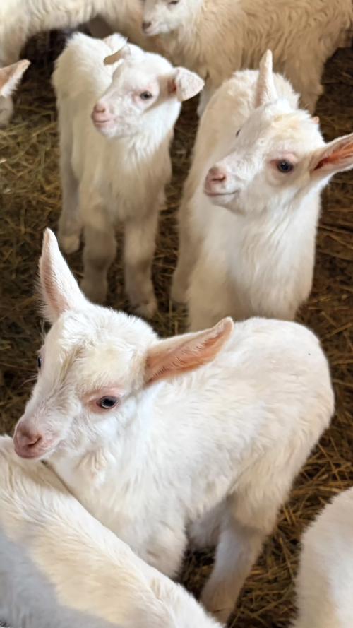 От семейной фермы — к делу всей жизни